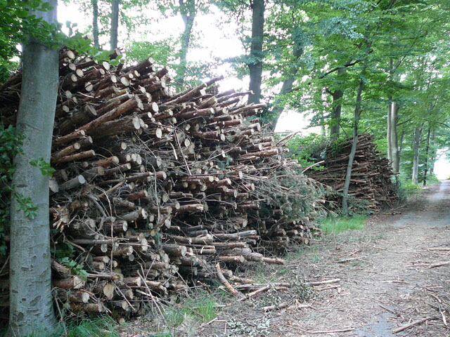 Juli 2012 Kiefernabholzung in FFH West u. Kfer 023