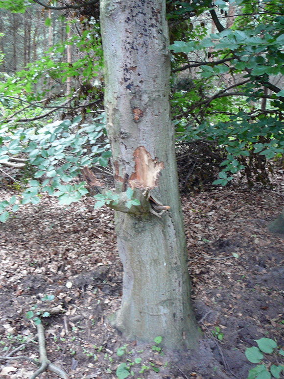 Juli 2012 Kiefernabholzung in FFH West u. Kfer 041