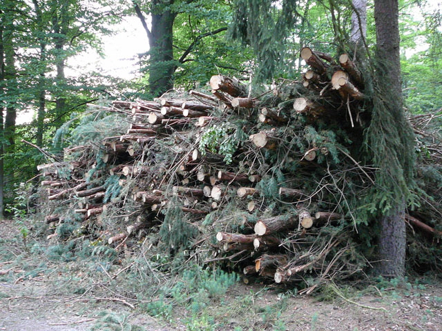 Juli 2012 Kiefernabholzung in FFH West u. Kfer 054