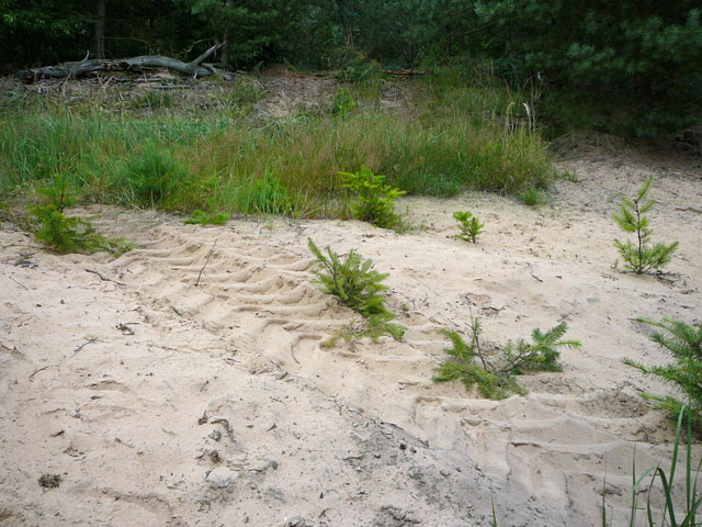 Juli 2012 Kiefernabholzung in FFH West u. Kfer 066