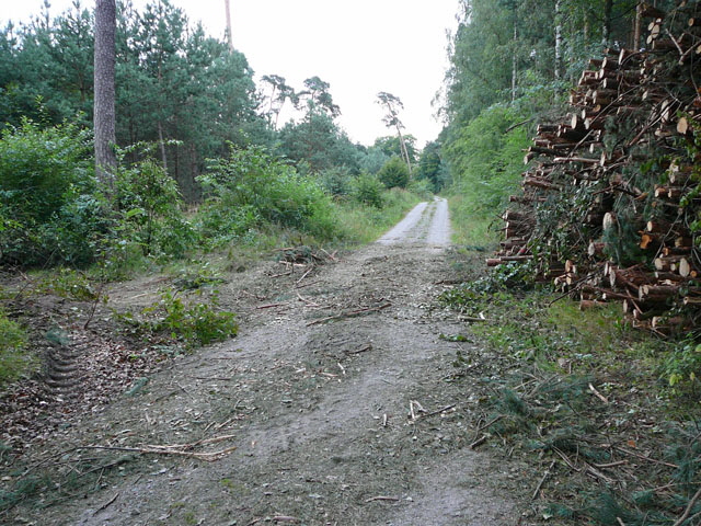 Juli 2012 Kiefernabholzung in FFH West u. Kfer 086