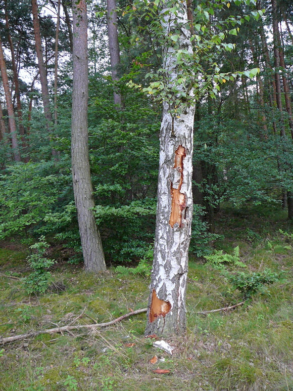 Juli 2012 Kiefernabholzung in FFH West u. Kfer 074