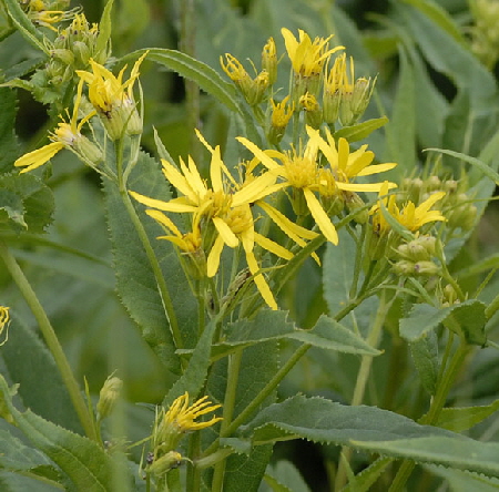 Kahles Jacquins Hain-Greiskraut (Senecio germanicus ssp glabrat