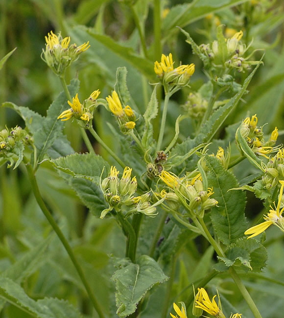 Kahles Jacquins Hain-Greiskraut (Senecio germanicus ssp glabratus)   9.7.2011 Allgu Alpen Fellhorn NIKON 113b
