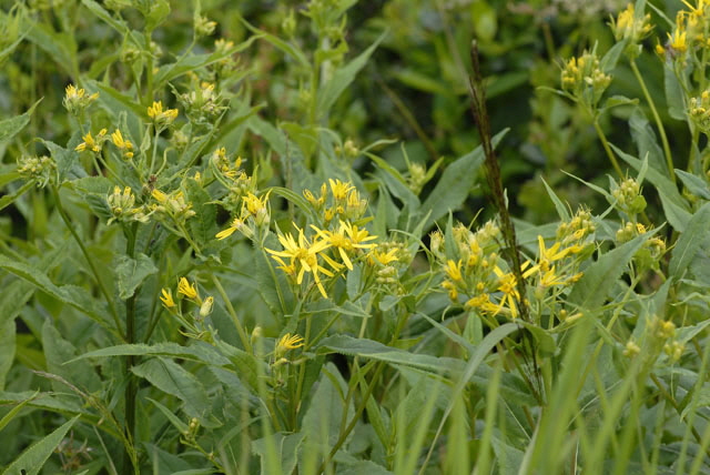 Kahles Jacquins Hain-Greiskraut (Senecio germanicus ssp glabratus)  9.7.2011 Allgu Alpen Fellhorn NIKON 113