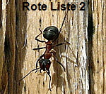 Kahlrckige Waldameise (Formica cf. polyctena kl.