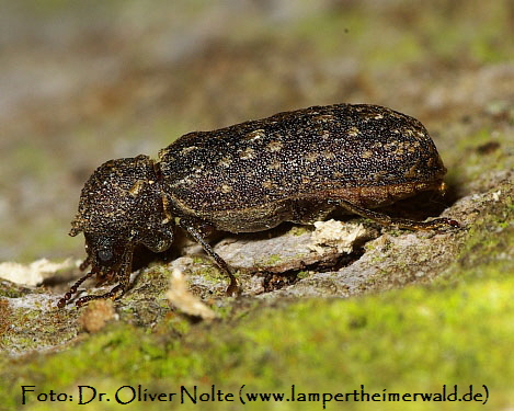 Kapuzenkfer Lichenophanes varius (600) Fam. Bohrkfer Dr. Oliver Nolte