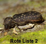 Kapuzenkfer Lichenophanes varius kl.