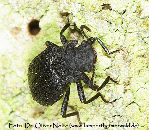 Kerbhalsiger Zunderschwamm-Schwarzkäfer Boletophagus reticulatus front Dr.Oliver Nolte Kerbhalsiger Zunderschwamm-Schwarzkäfer Boletophagus reticulatus front Dr.Oliver Nolte