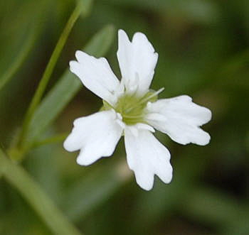 Kleine Leimkraut (Silene pusilla Urlaub 2011 11.7.2011 Kreut Alm, Alpspitze Bergbahn NIKON 086