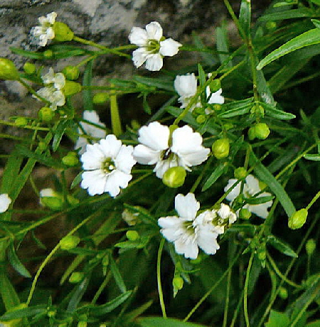 Kleine Leimkraut (Silene pusilla Urlaub 2011 11.7.2011 Kreut Alm, Alpspitze Bergbahn Garmisch 027b