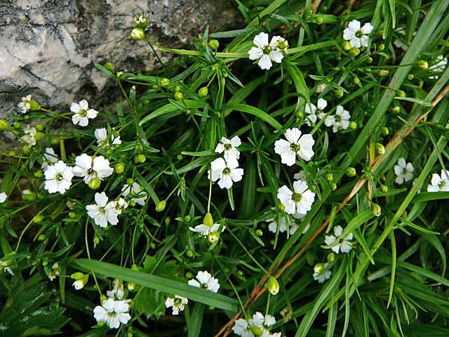 Kleine Leimkraut (Silene pusilla Urlaub 2011 11.7.2011 Kreut Alm, Alpspitze Bergbahn Garmisch 027