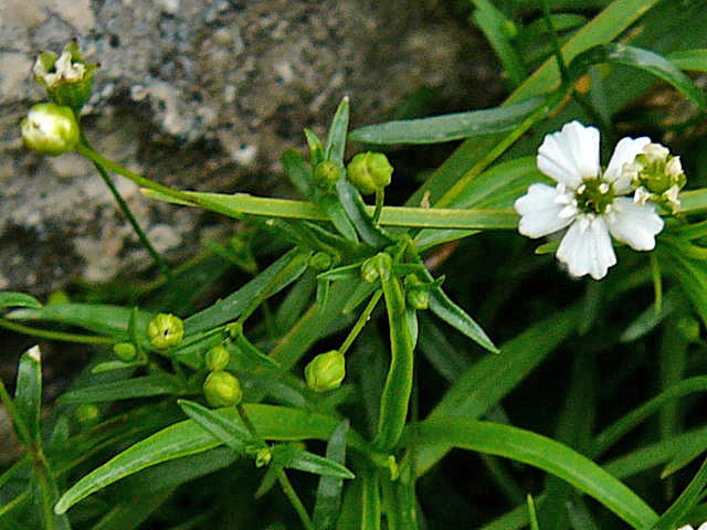 Kleine Leimkraut (Silene pusilla Urlaub 2011 11.7.2011 Kreut Alm, Alpspitze Bergbahn Garmisch 027a