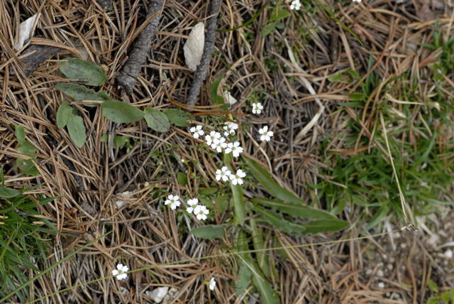 Kleine Leimkraut (Silene pusilla Urlaub 2011 11.7.2011 Kreut Alm, Alpspitze Bergbahn NIKON 035