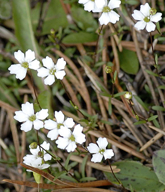 Kleine Leimkraut (Silene pusilla Urlaub 2011 11.7.2011 Kreut Alm, Alpspitze Bergbahn NIKON 035a
