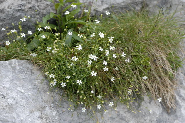 Kleine Leimkraut (Silene pusilla Urlaub 2011 11.7.2011 Kreut Alm, Alpspitze Bergbahn NIKON 085
