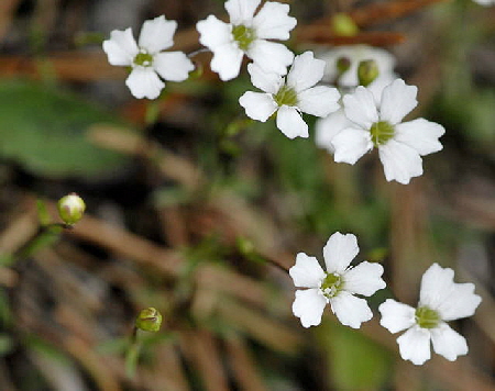 Kleine Leimkraut (Silene pusilla Urlaub 2011 11.7.2011 Kreut Alm, Alpspitze Bergbahn NIKON 036