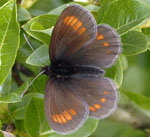 Kleiner Mohrenfalter 1 kl.