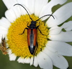 Kleiner Schmalbock (Stenurella melanura) kl.