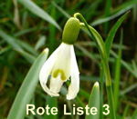 Kleines Schneeglckchen (Galanthus nivalis) kl.