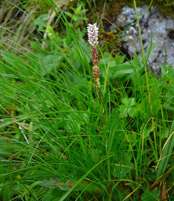 Knllchen-Knterich 9.7.2011 Allgu Alpen Fellhorn 89