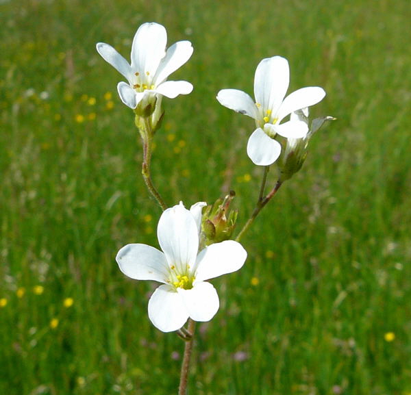 Knllchen-Steinbrech (Saxifraga granulata) Juni 2010 Hungen NSG u. Ober-Ohmen Wiese 096