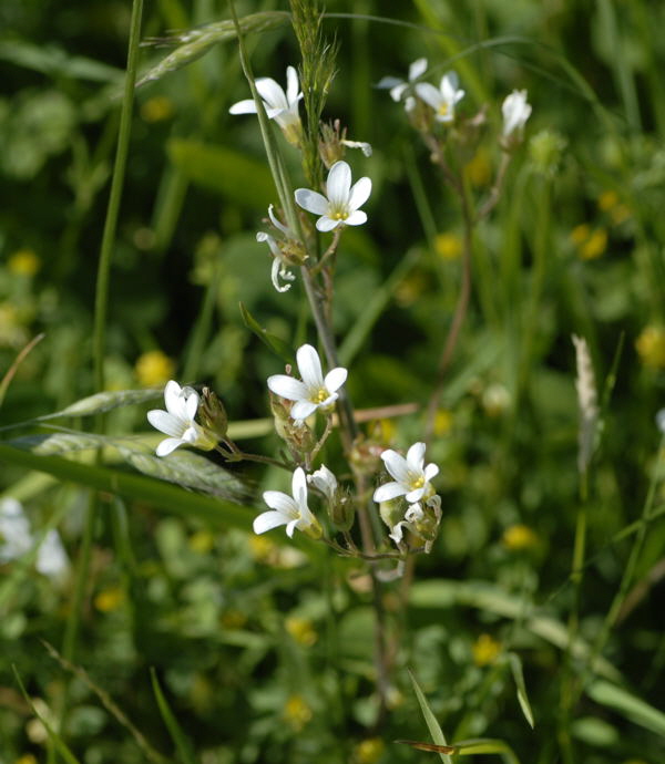 Knllchen-Steinbrech (Saxifraga granulata) Juni 2010 Hungen NSG u. Ober-Ohmen Wiese NIKON 081