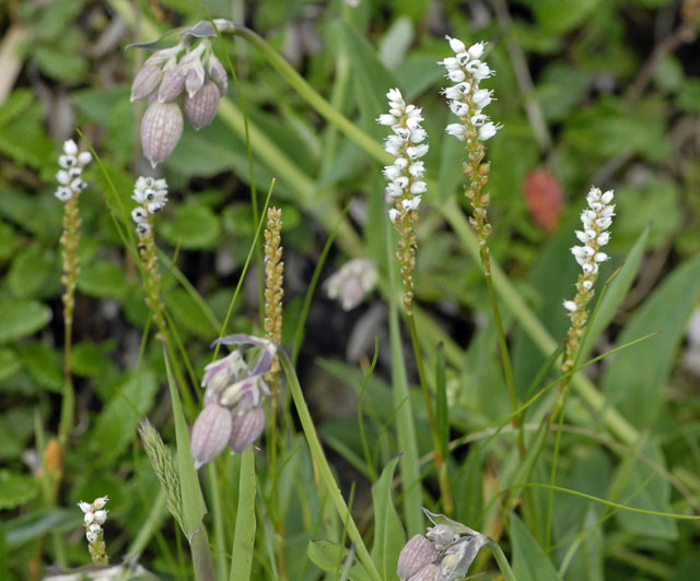 Knllchen-Wiesenknterich  (Bistorta vivipara) Allgu Alpen Fellhorn NIKON 087