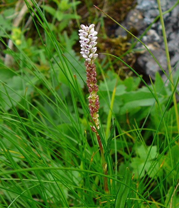 Knllchen-Wiesenknterich  9.7.2011  Allgu Alpen Fellhorn 89a