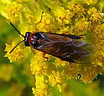 Kohlrben-Blattwespe (Athalia rosae) kl.