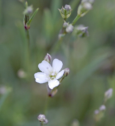 Kriechende Gipskraut (Gypsophila repens) Mai  2012 Ammergebirge, Grasnang NIKON 232