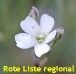 Kriechende Gipskraut (Gypsophila repens) kl.