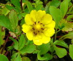 Kriechendes Fingerkraut (Potentilla reptans) kl.