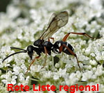 Kuckuckswegwespe Ceropales maculata 1 kl.