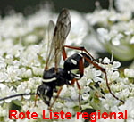 Kuckuckswegwespe Ceropales maculata kl.