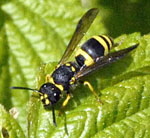 Lehmwespe Ancistrocerus nigricornis kl.