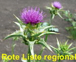 Mariendistel (Silybum marianum) kl.