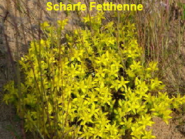 Mauerpfeffer und Kreiselwespe Juni 2010