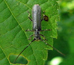 Metallfarbener Lindenbock (Stenostola cf. dubia) 2012-05-25 kl.