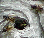 Mittlere Wespe oder Kleine Hornisse (Dolichovespula media kl.