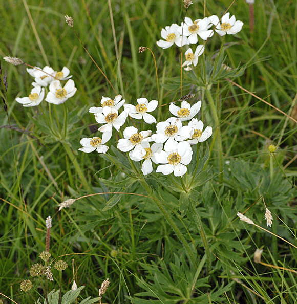 Narzissenbltiges Windrschen Anemone narzissiflora Urlaub 2011 9.7.2011 Allgu Alpen Fellhorn NIKON 030a