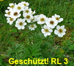 Narzissenbltiges Windrschen kl.