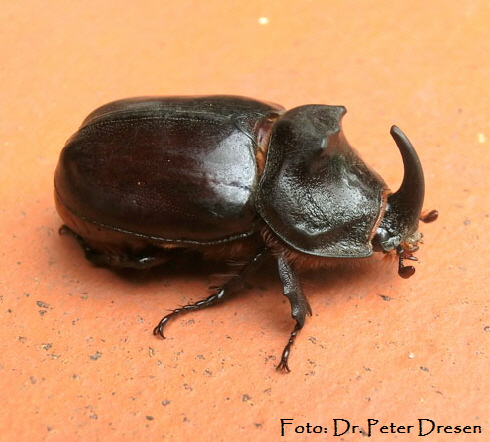 Nashornkfer (Oryctes nasicornis) Juli 2012 Viernheim Kindergarten Dr. Peter Dresen