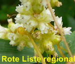 Nessel-Seide (Cuscuta europaea) kl.