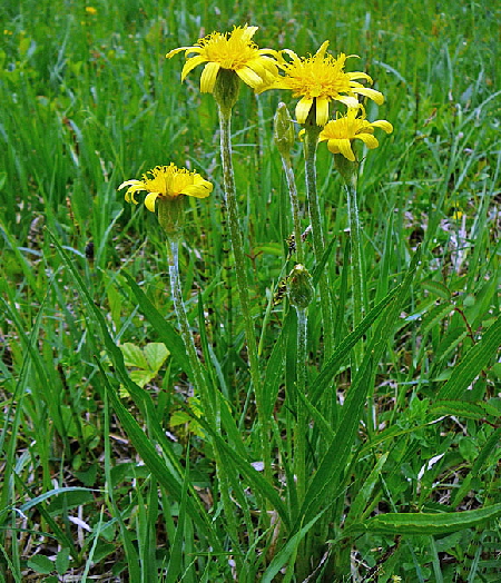 Niedrige Schwarzwurzel (Scorzonera humilis) Mai  2012 Alpen Ammergebirge, Grasnang 040