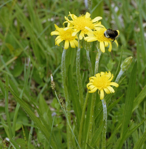 Niedrige Schwarzwurzel (Scorzonera humilis) Mai  Alpen 2012 Ammergebirge, Grasnang NIKON 015