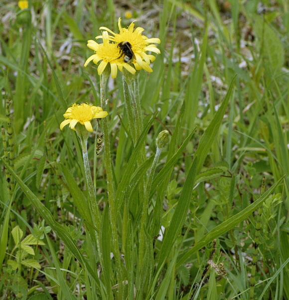 Niedrige Schwarzwurzel (Scorzonera humilis) Mai  Alpen 2012 Ammergebirge, Grasnang NIKON 016