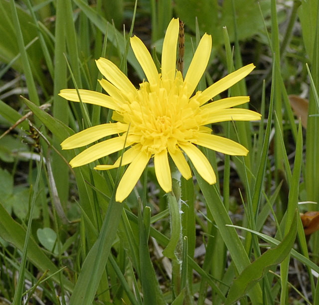 Niedrige Schwarzwurzel (Scorzonera humilis) Mai  Alpen 2012 Ammergebirge, Grasnang NIKON 044