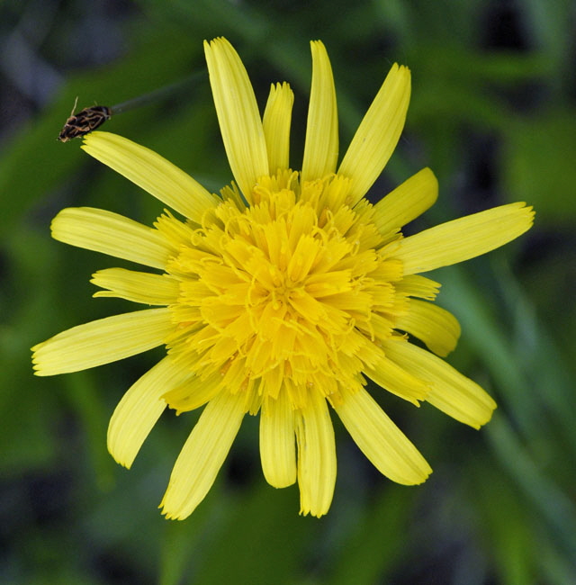 Niedrige Schwarzwurzel (Scorzonera humilis) Mai  Alpen 2012 Ammergebirge, Grasnang NIKON 083