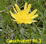 Niedrige Schwarzwurzel (Scorzonera humilis) kl.
